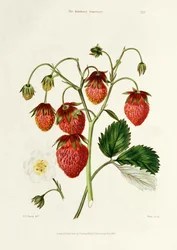 Die Roseberry-Erdbeere, graviert von Watte, veröffentlicht von Thomas Kelly, London 1830